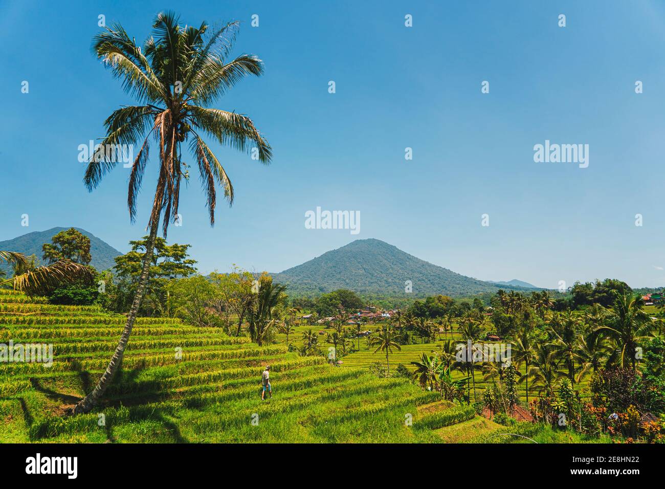 Fermier méconnaissable marchant entre des plantations vertes contre des montagnes sous le bleu Ciel le jour d'été en Indonésie Banque D'Images