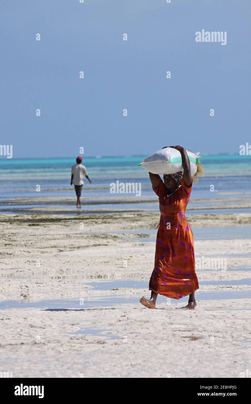 Femme portant le sac de l'algue récoltée Eucheuma spinosum sur la plage Jambiani, Zanzibar Banque D'Images