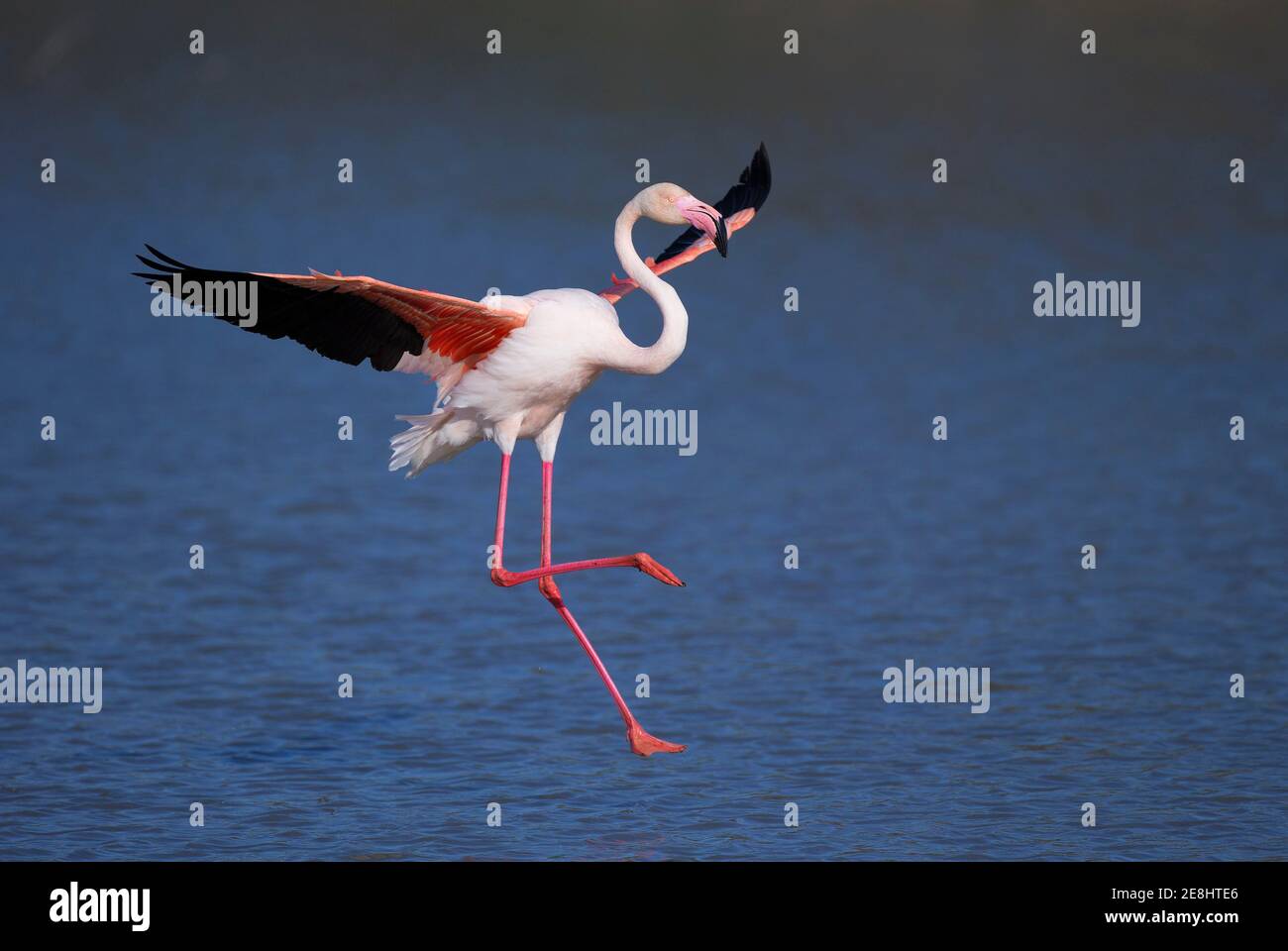 Grand flamants roses (Phoenicopterus roseus) en approche, Camargue, Provence, France Banque D'Images