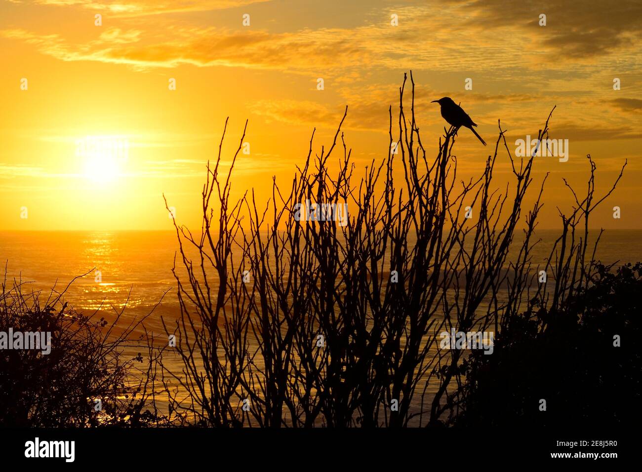 Galapagos mockingbird (Nesomimus parvulus) au coucher du soleil, Punta Suarez, île d'Espanola, Galapagos, Equateur Banque D'Images