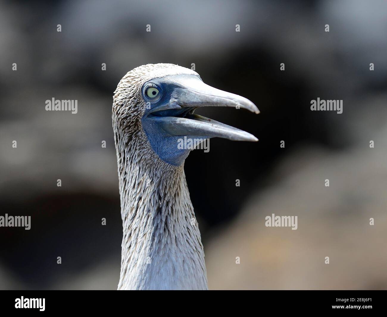 Huard à pieds bleus (Sula nebouxii), portrait avec bec ouvert, île de San Christobal, Galapagos, Équateur Banque D'Images