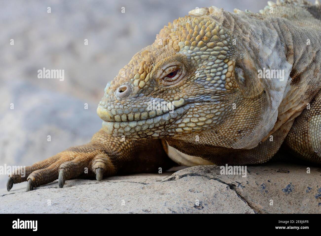 Druze Head ou Galapagos Land iguana (Conolophus subcristatus), portrait, île de Santa Fe, Galapagos, Equateur Banque D'Images