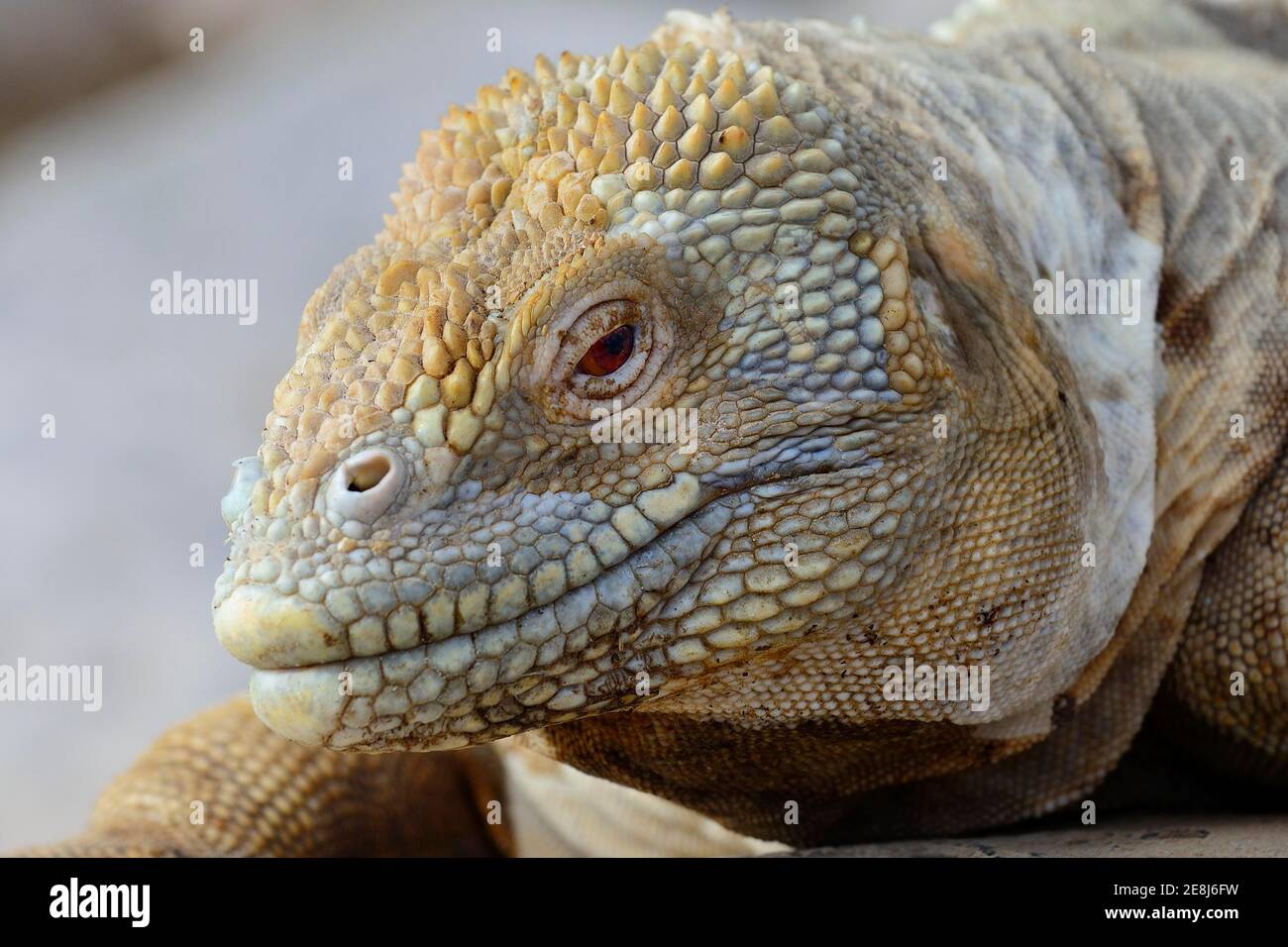 Druze Head ou Galapagos Land iguana (Conolophus subcristatus), portrait, île de Santa Fe, Galapagos, Equateur Banque D'Images