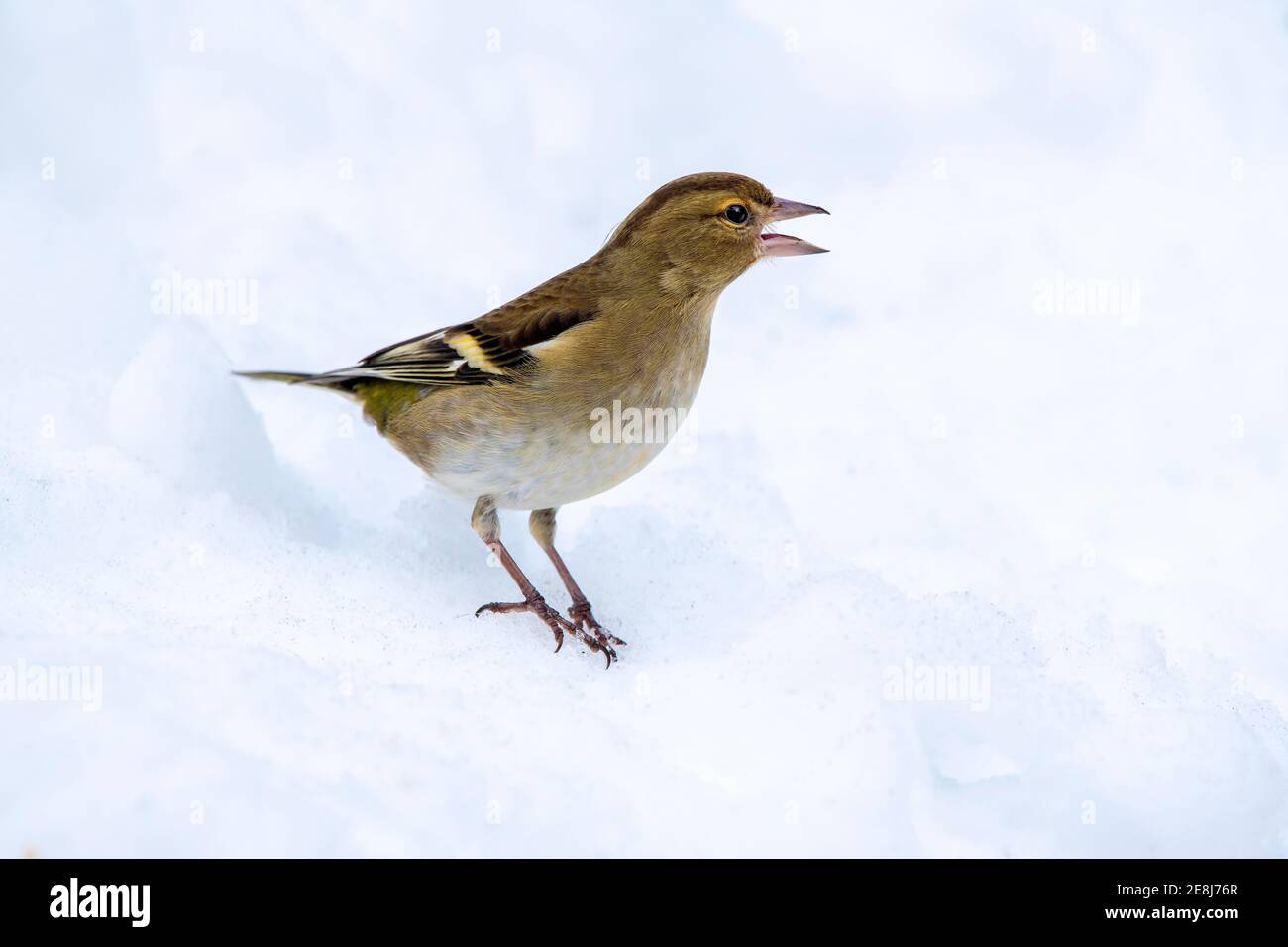 Chaffinch (Fringilla coelebs), femelle, assis sur un terrain enneigé, Terfens, Tyrol, Autriche Banque D'Images