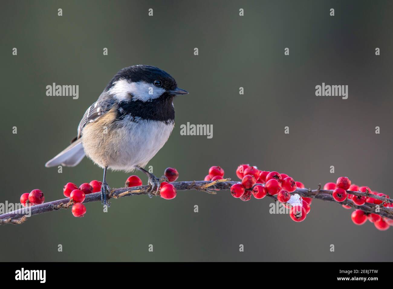 Tit de charbon (Parus ater), assis sur une branche, Terfens, Tyrol, Autriche Banque D'Images