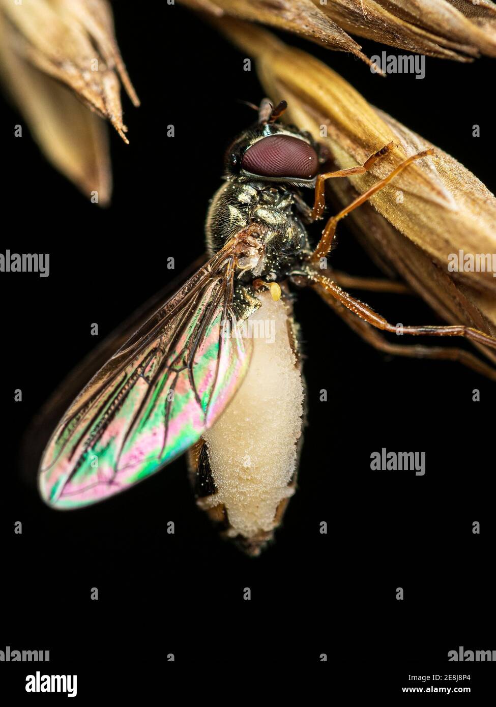 Le champignon tueur de mouches:: Entomophtora muscae 