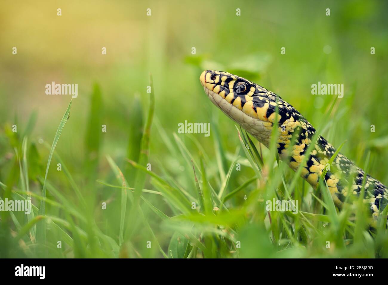 Serpent à fouet vert (Hierophis viridiflavus) couché sur l'herbe Banque D'Images