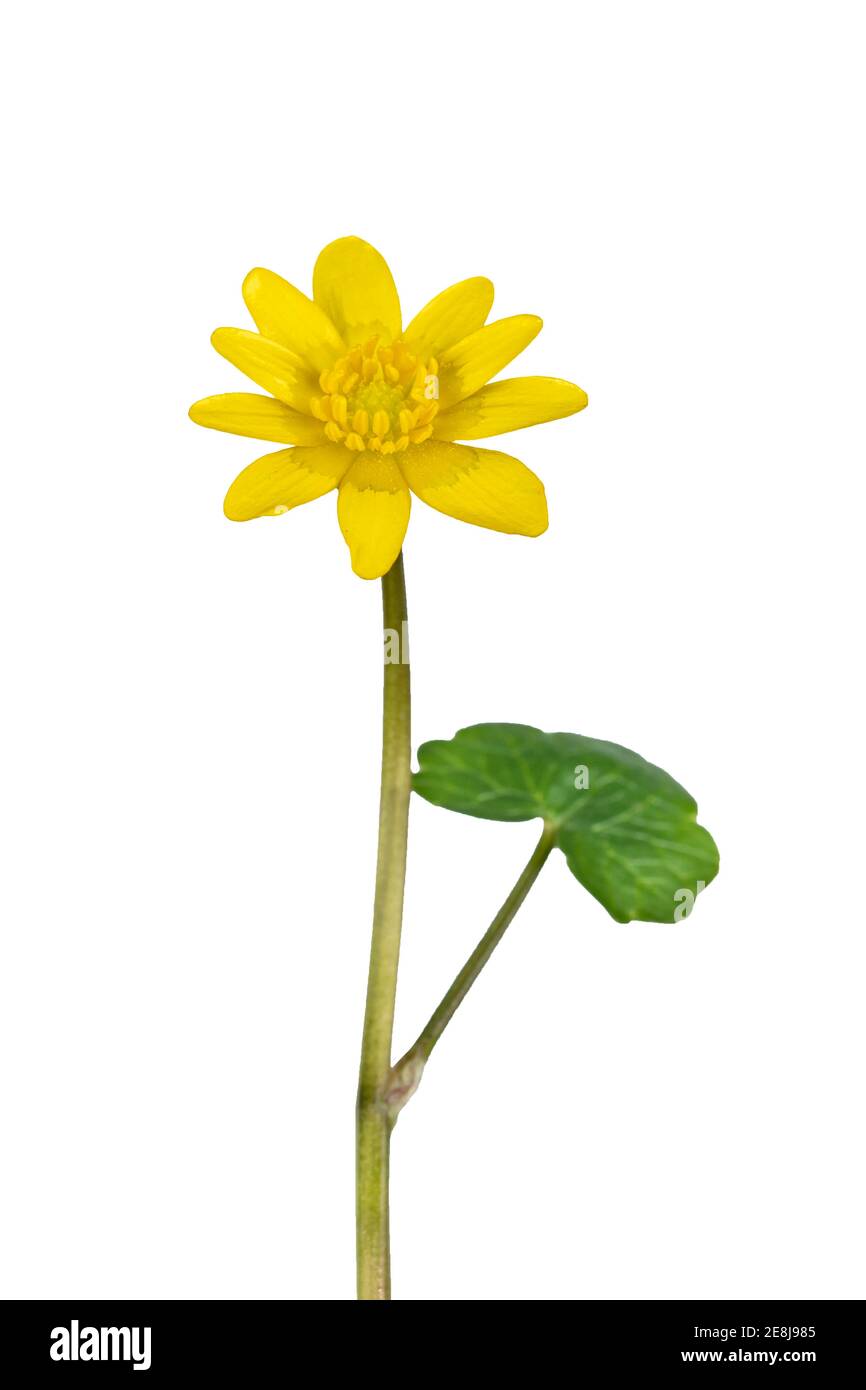 Fleur de printemps moins de celandine (Ficaria verna), exposé, Allemagne Banque D'Images