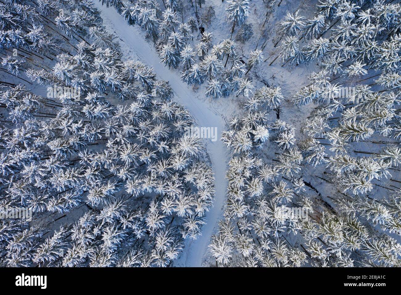 Forêt d'épinette enneigée (Picea) avec route forestière d'en haut, image de drone, Mondseeland, Salzkammergut, haute-Autriche, Autriche Banque D'Images