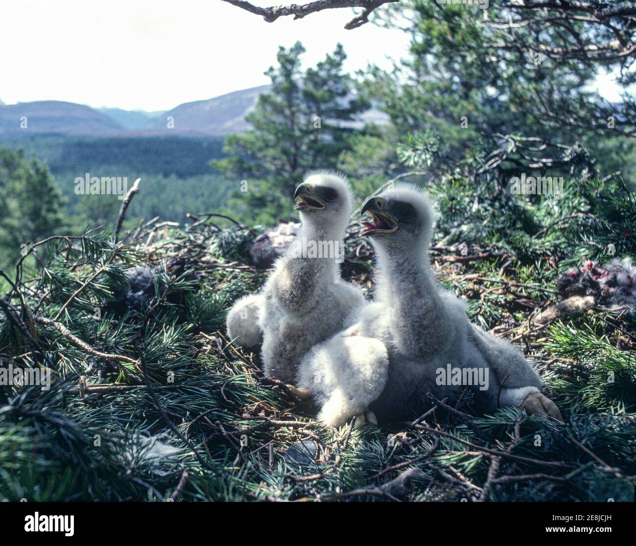 Jeunes aigles d'or naissants dans un site de Nest d'arbre de pin d'Écosse. Banque D'Images