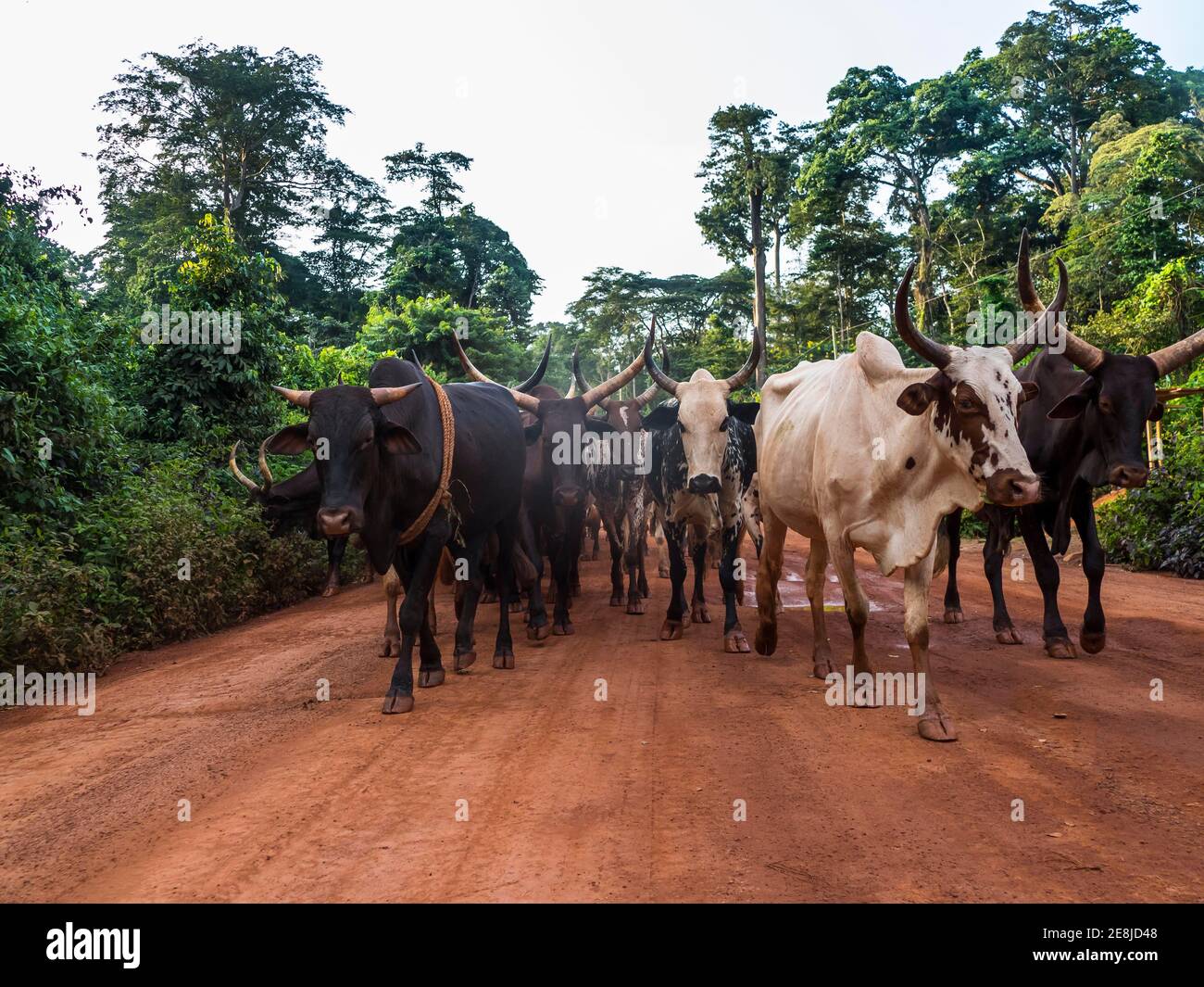 Troupeau local de vaches au fond de la jungle, Cameroun Banque D'Images