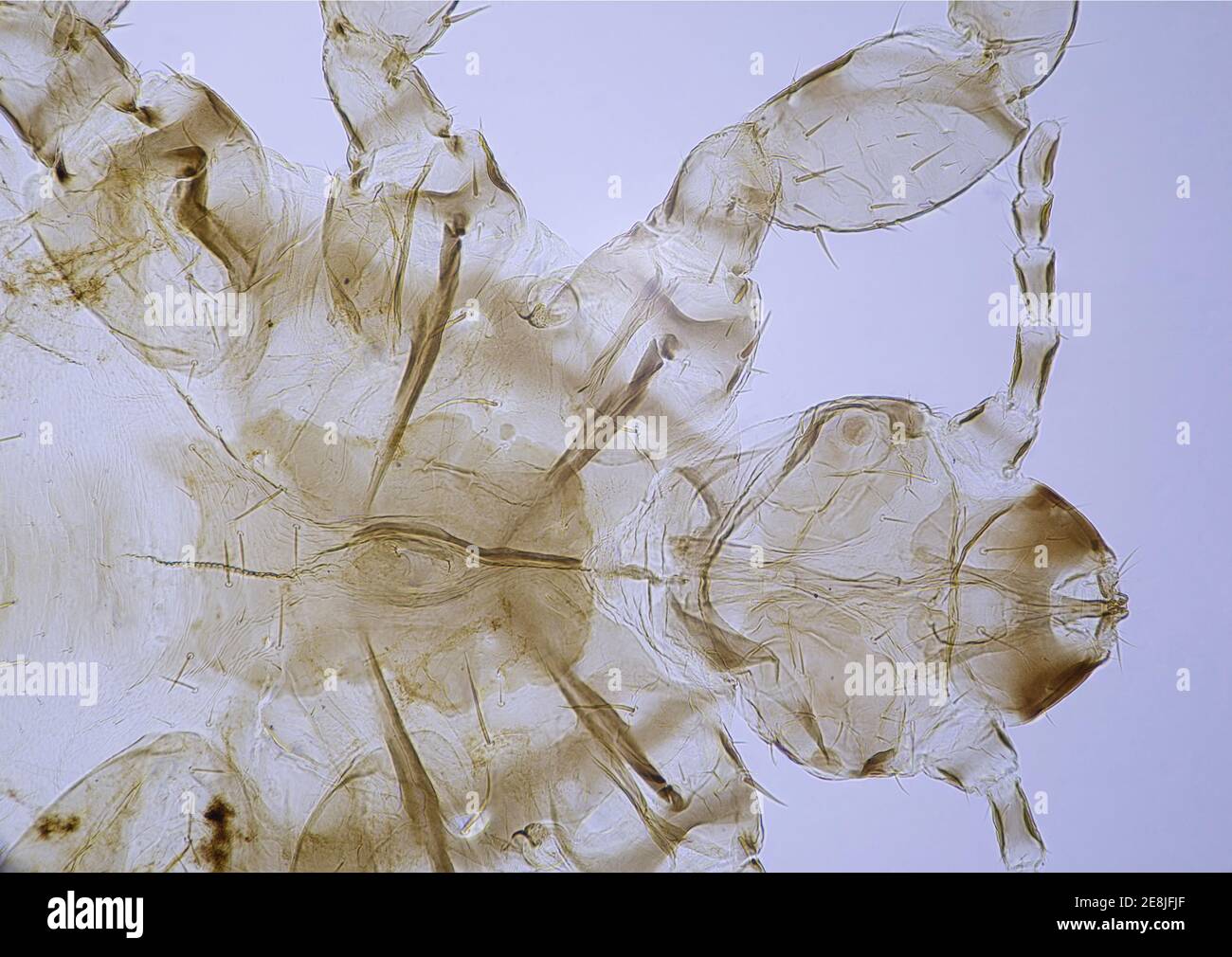 Souris humaine avec un grossissement de 10 fois sous un microscope Banque D'Images Souris humaine avec un grossissement de 10 fois sous un microscope Banque D'Images