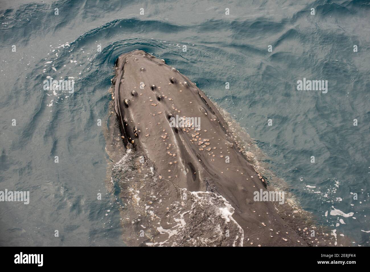 Baleine à bosse (Megaptera novaeangliae), îles Sandwich du Sud, l'Antarctique Banque D'Images