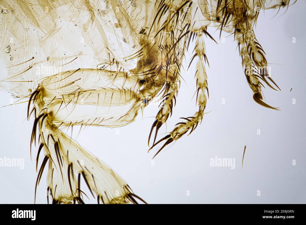 Gros plan des pattes des puces femelles à un grossissement de 10 fois au microscope Banque D'Images