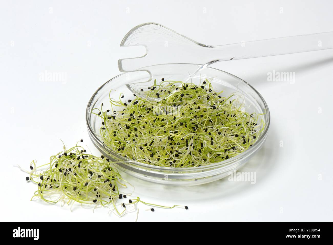 Pousses d'oignon en pelure et cuillère à salade, spéc. Allium Banque D'Images