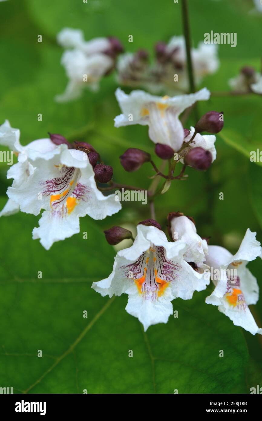 Magnifique trompette, Catalpa speciosa Banque D'Images