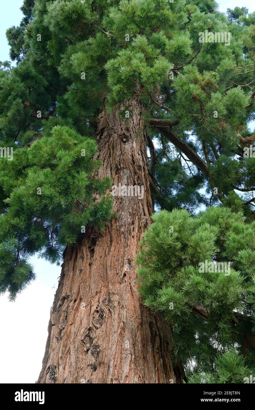 Séquoia géant ( ca. 1870) , Sequioadendron ginganteum, Parc du Château de Cheverny, France Banque D'Images