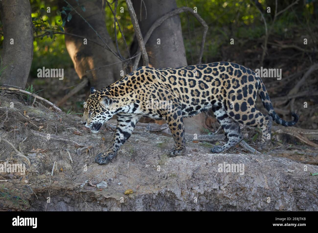 Jaguar (Panthera onca) en bordure de la forêt, Mato Grosso do Sul, Pantanal, Brésil Banque D'Images