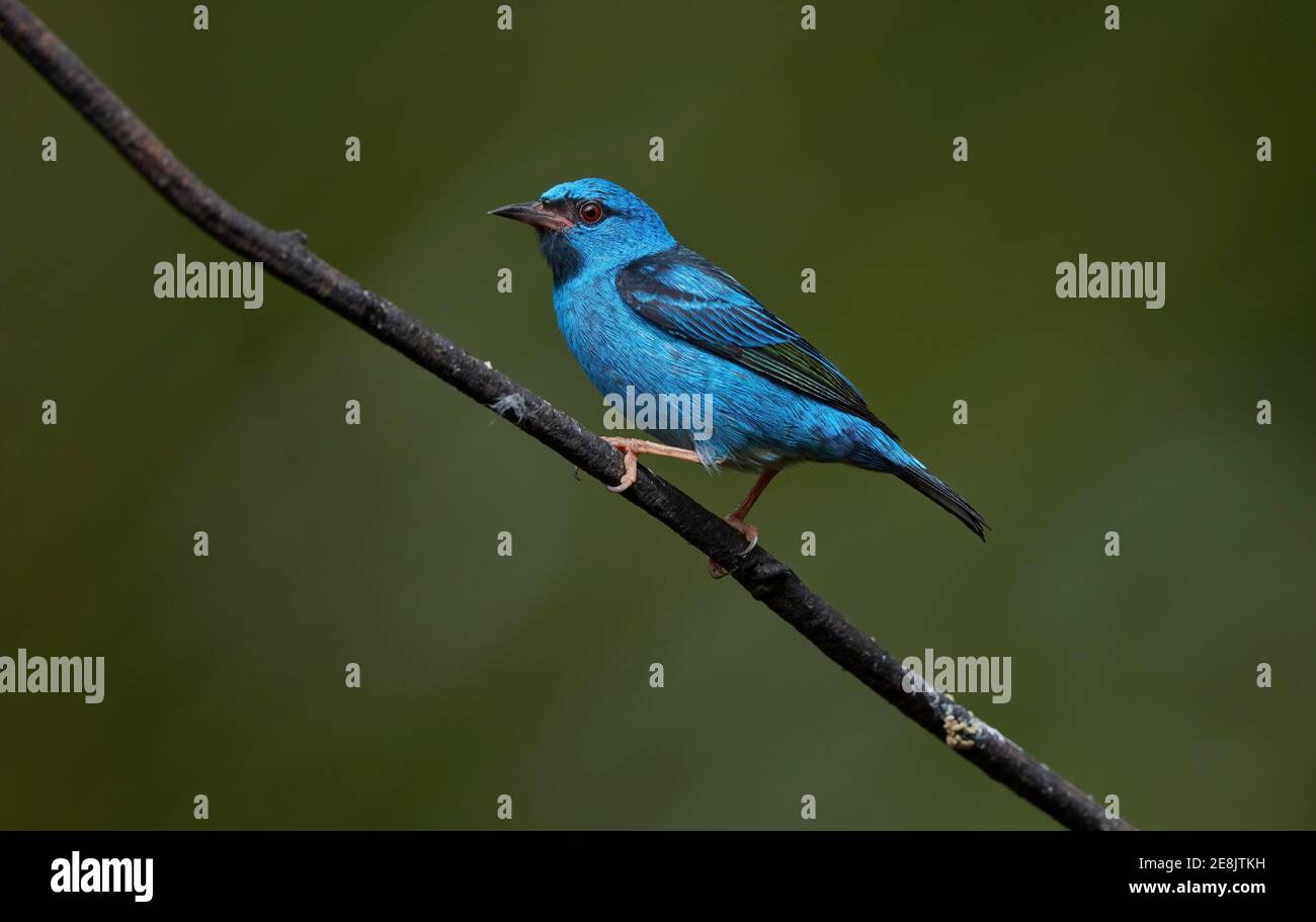 Pichet à tête bleue (Dacnis cyana), homme, sur une branche, Laguna del Lagarta, Costa Rica Banque D'Images