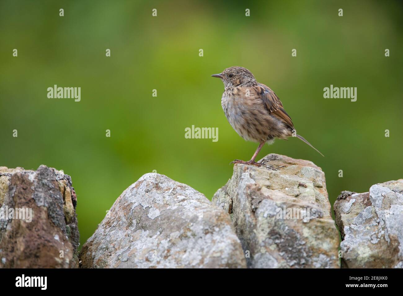 Dunnock juvénile (Prunella modularis), sur un mur de jardin en pierre, Northumberland, Royaume-Uni Banque D'Images