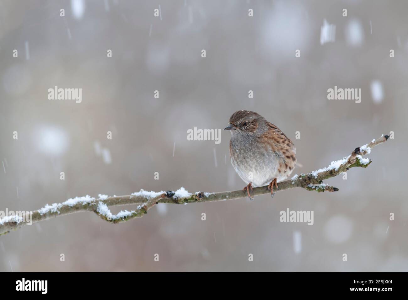 Dunnock juvénile (Prunella modularis) dans la neige en chute, Northumberland, Royaume-Uni Banque D'Images