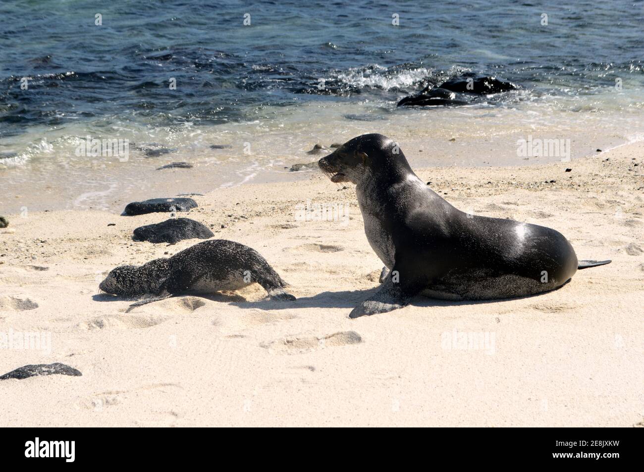 Phoque et phoque bébé sur une plage immaculée sur une île de Galapagos (Mosquera) en Équateur, en Amérique du Sud Banque D'Images