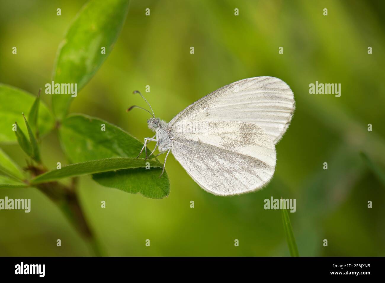 Wood White Butterfly, Leptidea sinapis, au repos sur une usine de Wincken Wood, Northamptonshire, le 17 juin 2017. Banque D'Images