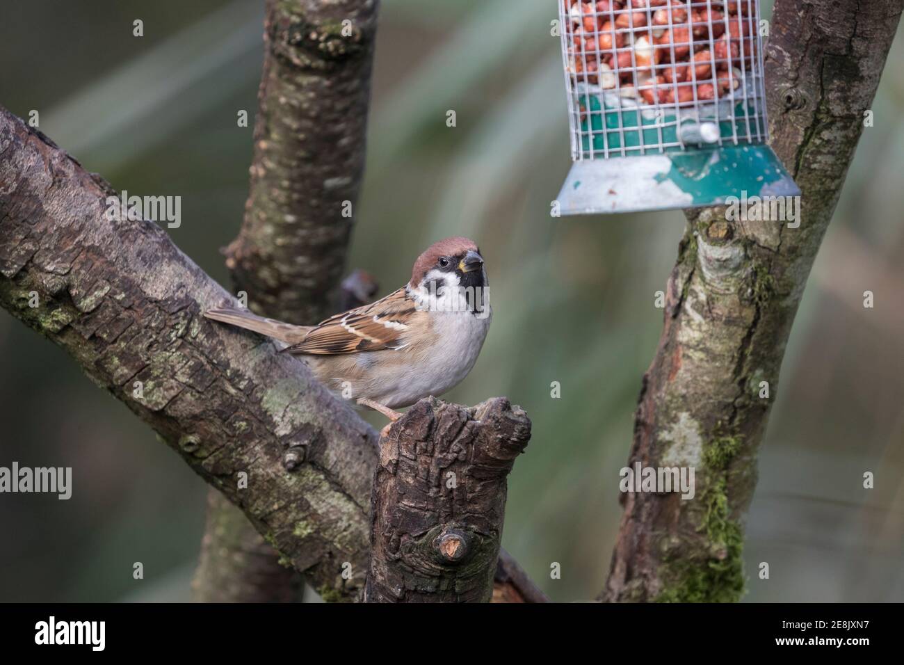 Bruant d'arbre (Passer montanus) Caerlaverock WWT, Dumfries & Galloway, Écosse, Royaume-Uni Banque D'Images