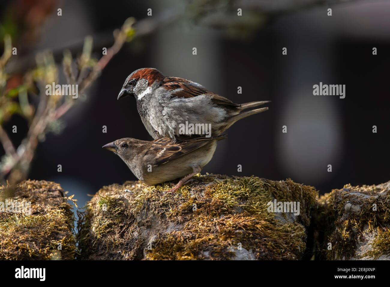 Accouplement des moineaux de maison (Passer domesticus), parc national de Northumberland, Royaume-Uni Banque D'Images