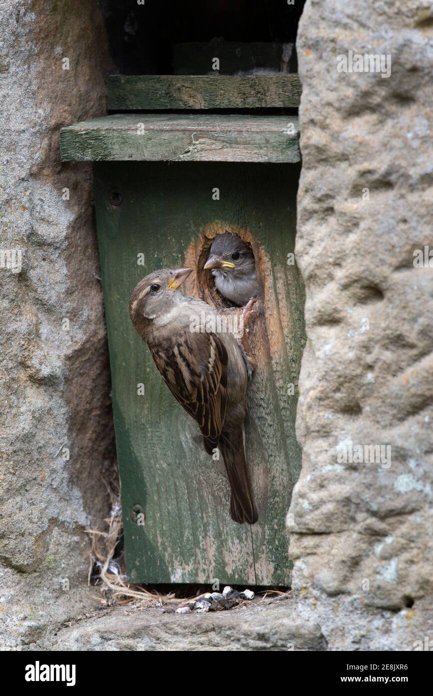 Maison parrow (Passer domesticus) femelle nourrissant poussin nestbox, parc national de Northumberland, Royaume-Uni Banque D'Images