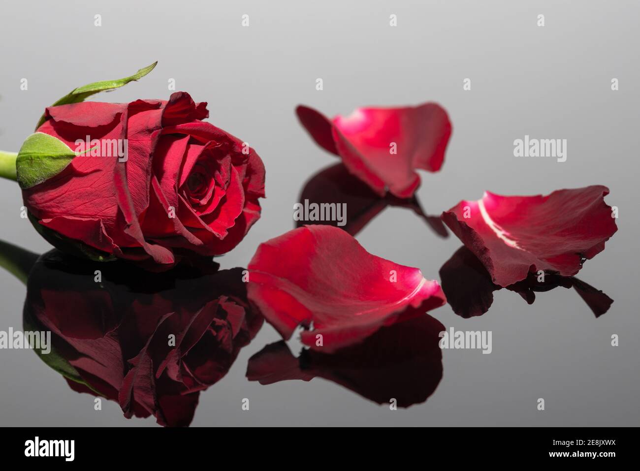 Rose rouge et pétales. Grande réflexion. Carte de vœux pour la Saint-Valentin et l'anniversaire. Banque D'Images