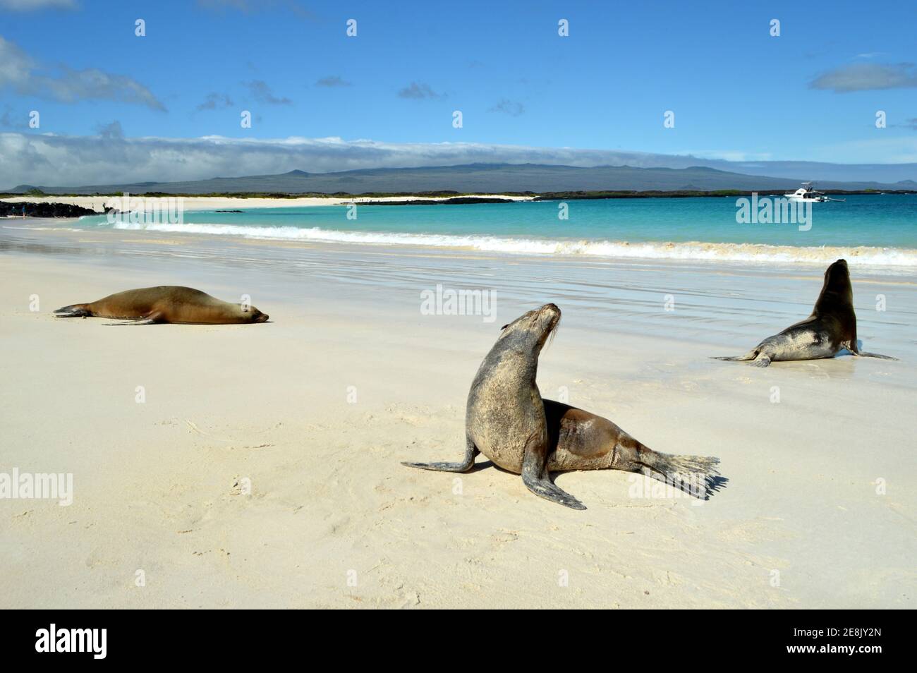Phoques sur une plage vide sur une île de Galapagos au soleil Banque D'Images