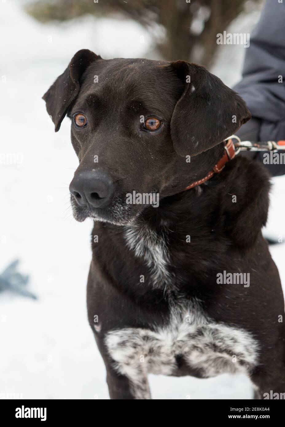 Beau chien élégant dans un abri en hiver Banque D'Images