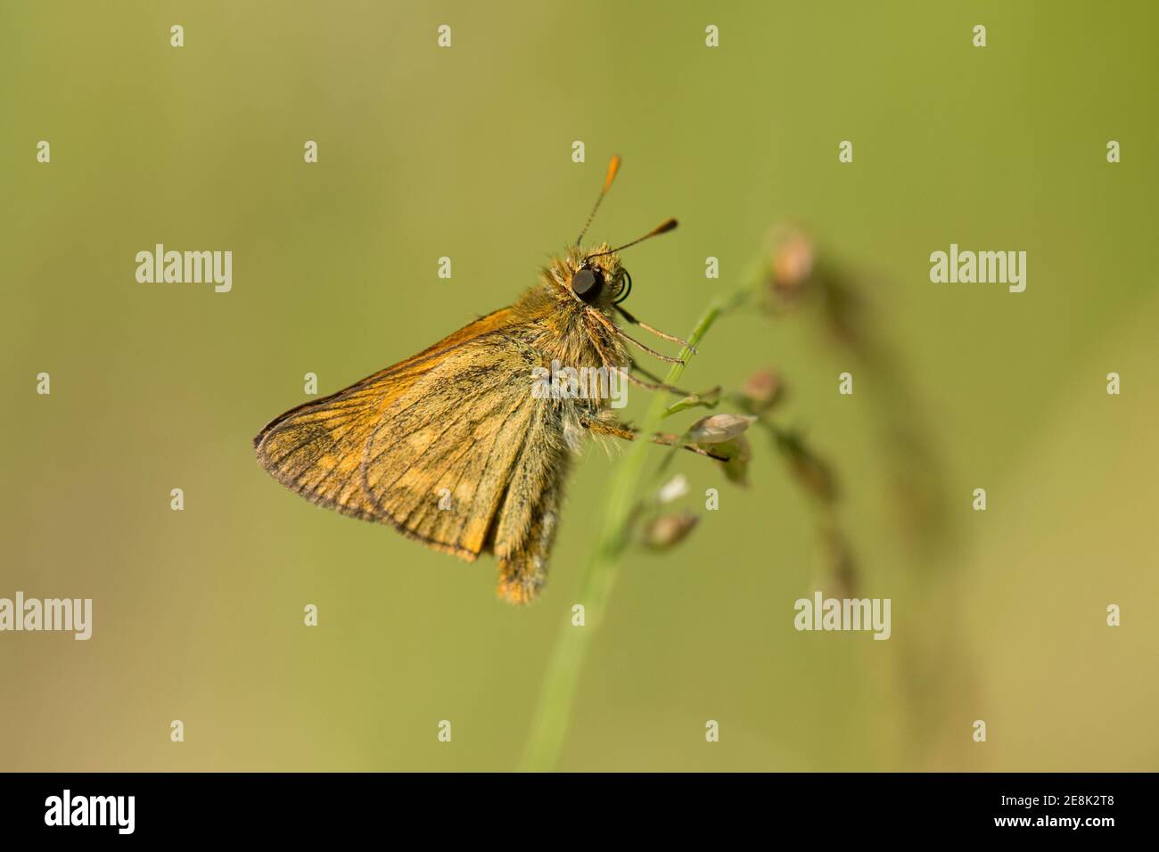 Grand Skipper Butterfly, Ochlodes sylvanus, sur tige de gazon, forêt de Bernwood, Buckinghamshire, 7 juillet 2018. Banque D'Images