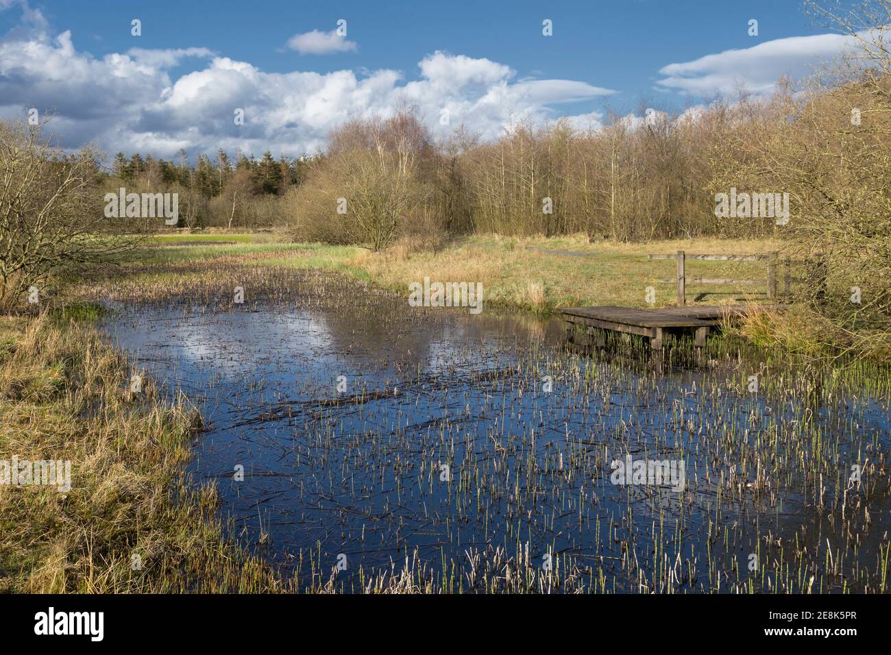 Un petit étang - la maison d'un certain nombre d'espèces de libellules et de damselfly - dans le Walltown Country Park, Hadrien's Wall, Northumberland, Royaume-Uni Banque D'Images