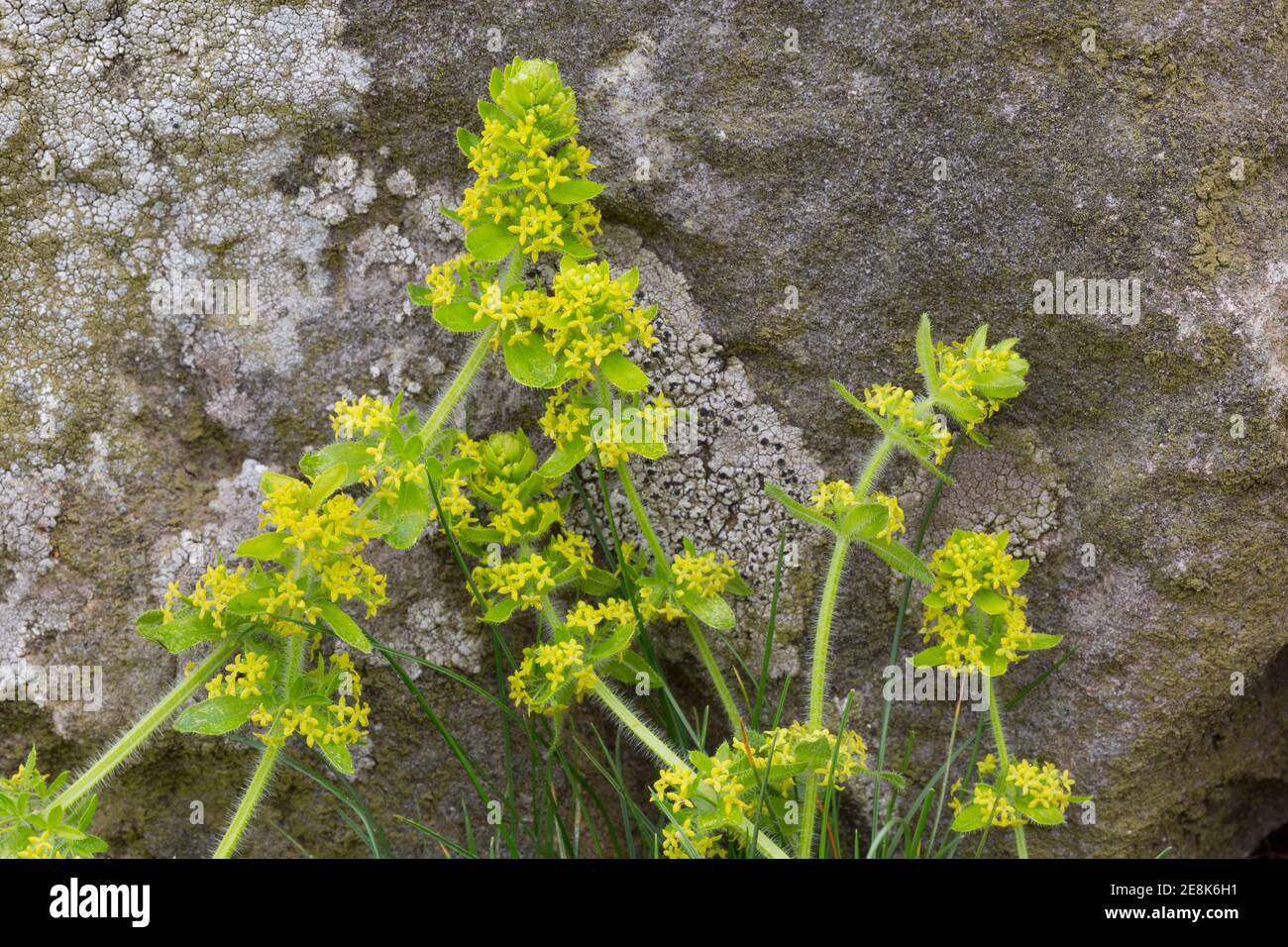 L'isoète croise à la base du mur d'Hadrien à Peel Gap, Northumberland, Royaume-Uni Banque D'Images