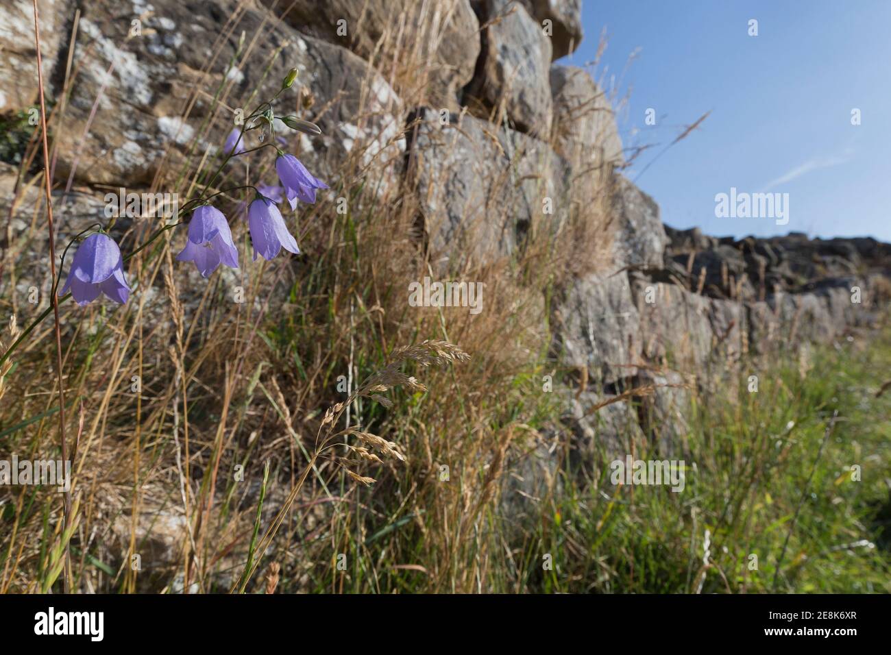 Fleurs sauvages - Harelells - croissant dans les crevasses du mur romain près de Sycamore Gap, mur d'Hadrien, Northumberland, Royaume-Uni Banque D'Images