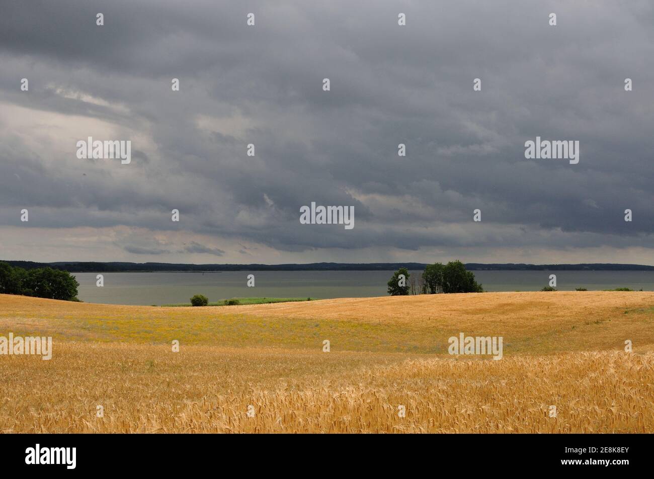 Blick beer einer wunderschönen Wanderung über das Loddiner Höft auf der Insel Usedom zum Achterwasser. Schlechtes Wetter zieht auf. Banque D'Images