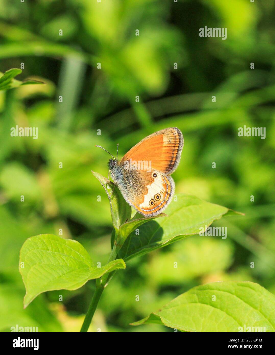 Le papillon de la Heath des pares Coenonympha arcnia se baquant sous le soleil dedans La campagne française France Banque D'Images