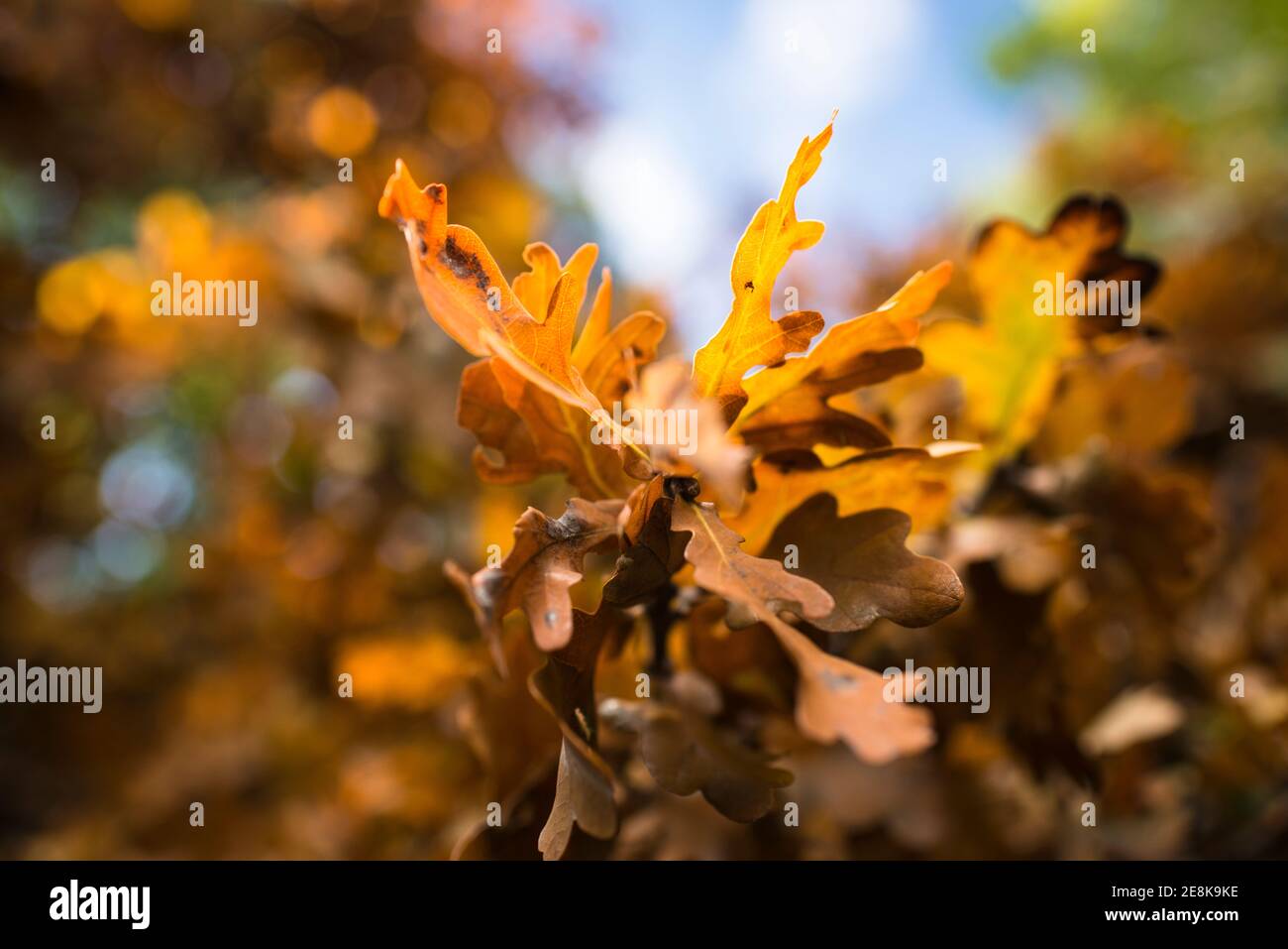 L'automne se laisse sur un chêne tombé dans long Wood, Ealing, une réserve naturelle locale à côté de la M4 vers Londres. Banque D'Images