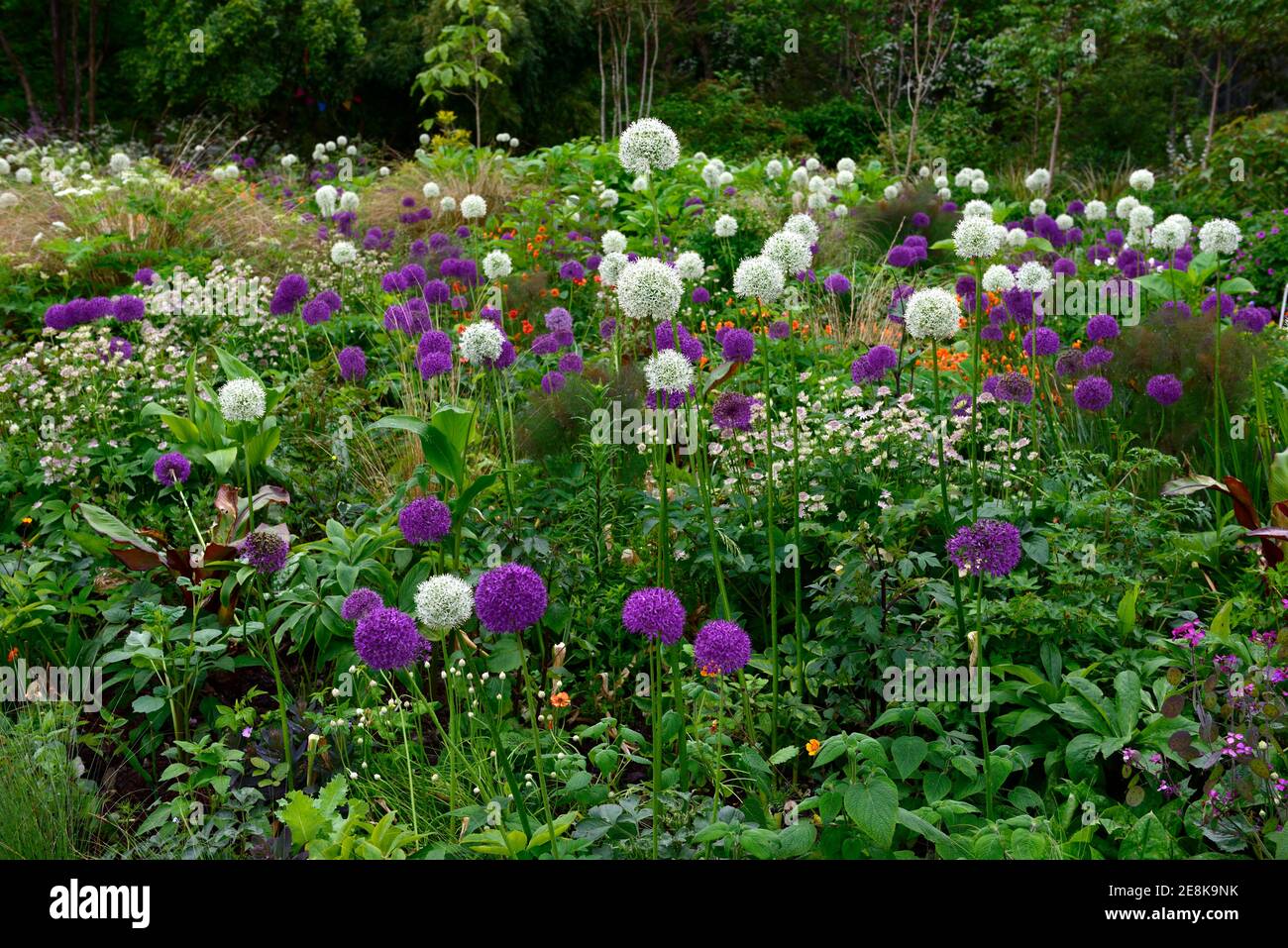 Allium Mount everest,allium pourpre sensation,blanc et violet alliums,astrana,geum,lit,bordure,vivace,mixte schéma de plantation,mixte lit, bordure mixte Banque D'Images