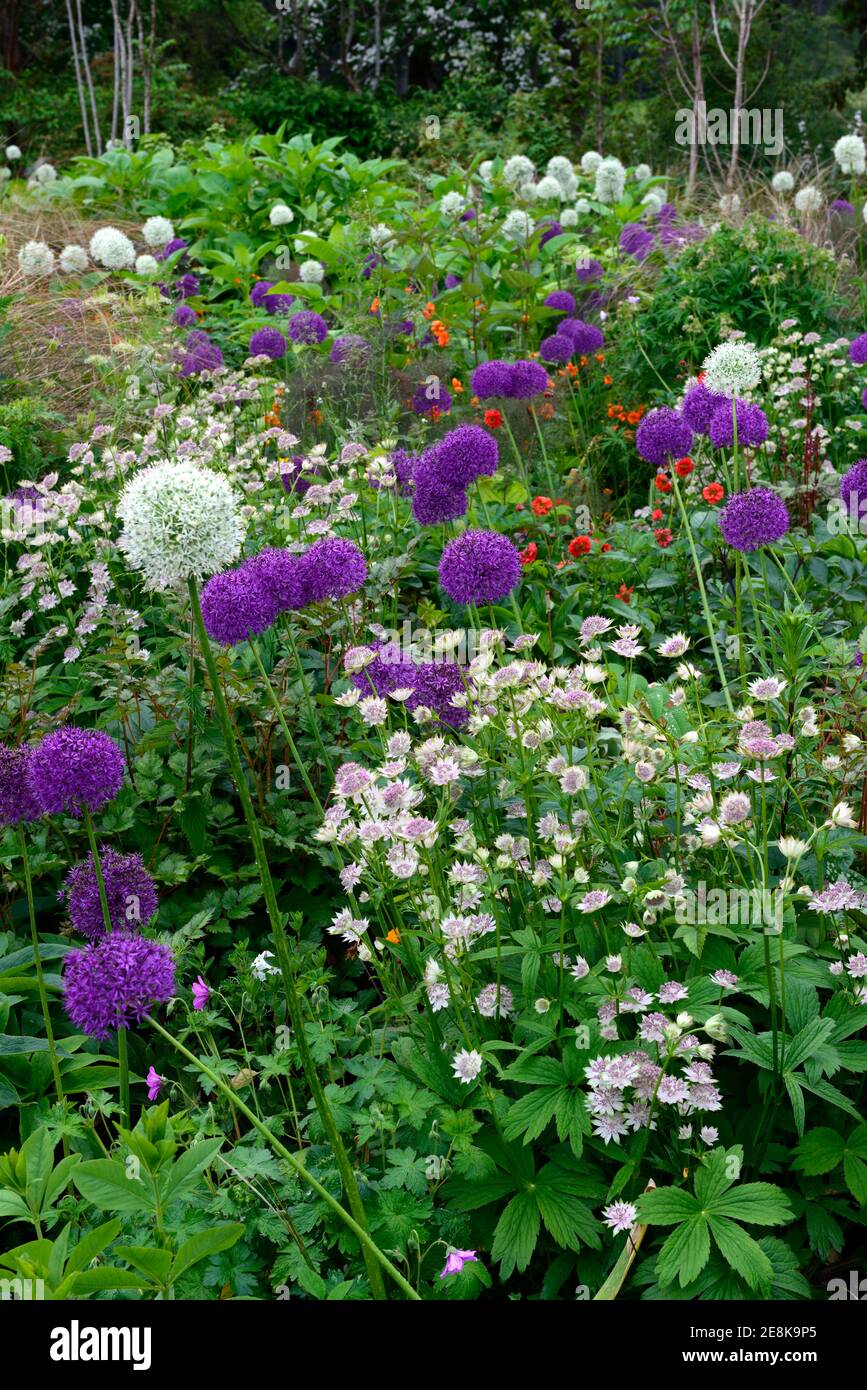 Allium Mount everest,allium pourpre sensation,blanc et violet alliums,astrana,geum,lit,bordure,vivace,mixte schéma de plantation,mixte lit, bordure mixte Banque D'Images