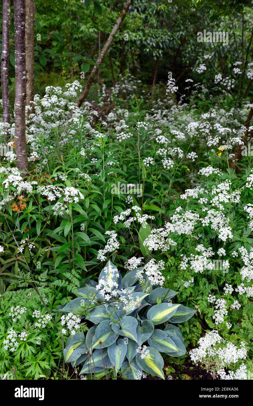 Anthriscus sylvestris,persil de vache,fleurs blanches,Floraison,hosta,hostas,feuilles,feuillage,bordure de bois,bordure de bois,jardin de bois,ombre,ombragée,ombragée Banque D'Images