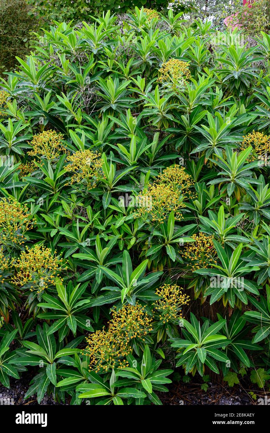 Euphorbia stygiana,Azores, arbuste à feuilles persistantes,sphervert,sphervert,sphervert,Euphorbias,feuilles vert pâle,feuillage,floraison,jardin,RM Floral Banque D'Images