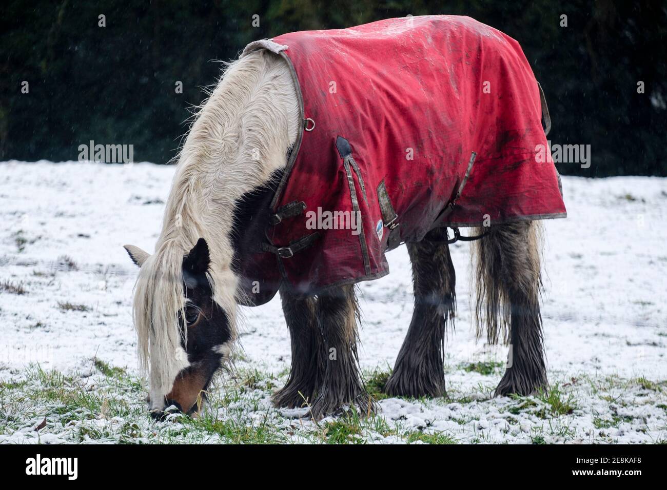 Cheval portant une couverture de participation d'hiver sur un terrain enneigé Banque D'Images