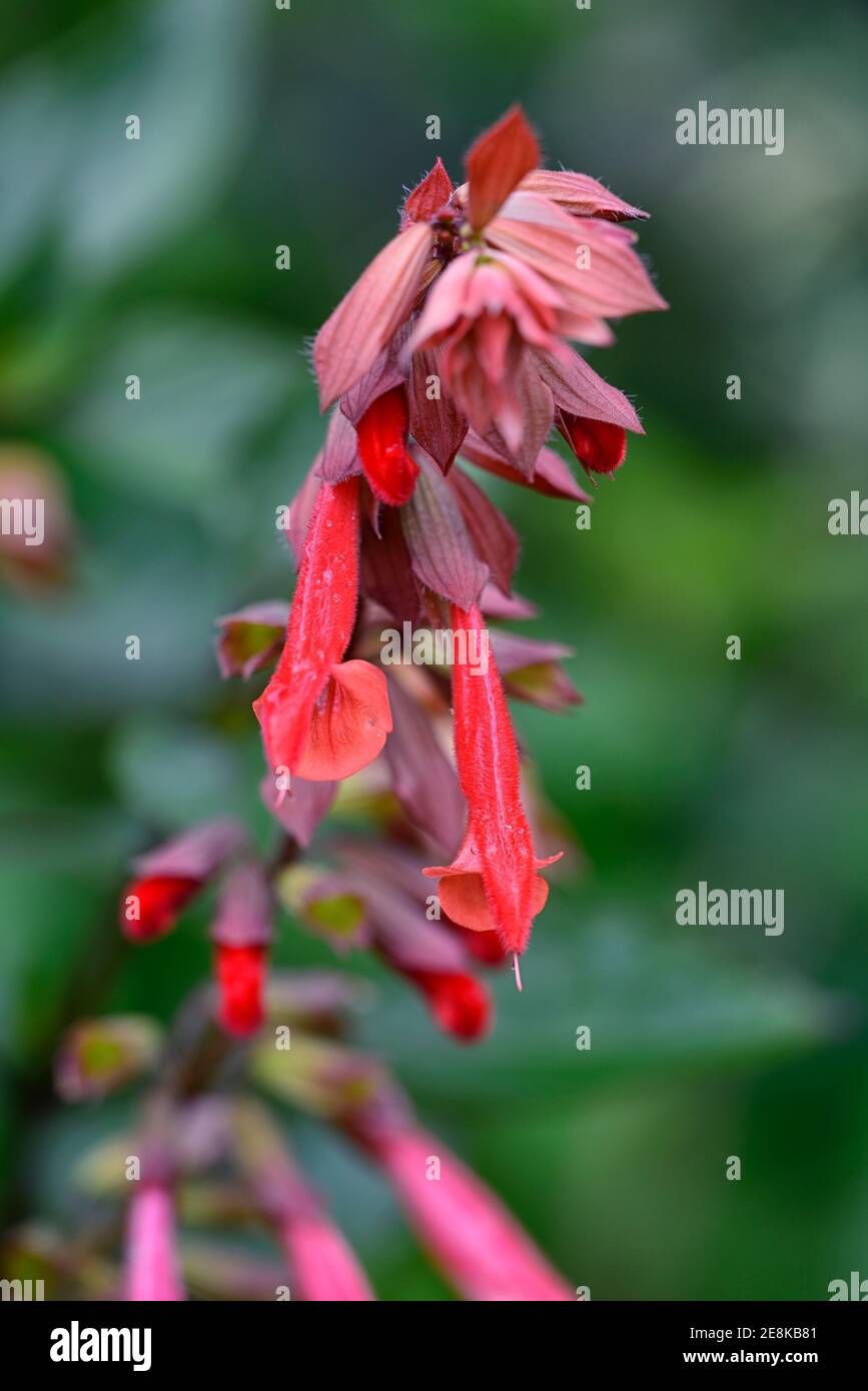 Salvia Ember's Wish,Sal 0101,orange corail fleurs,fleur,fleur,sauge,sauge,jardin,jardins,RM Floral Banque D'Images