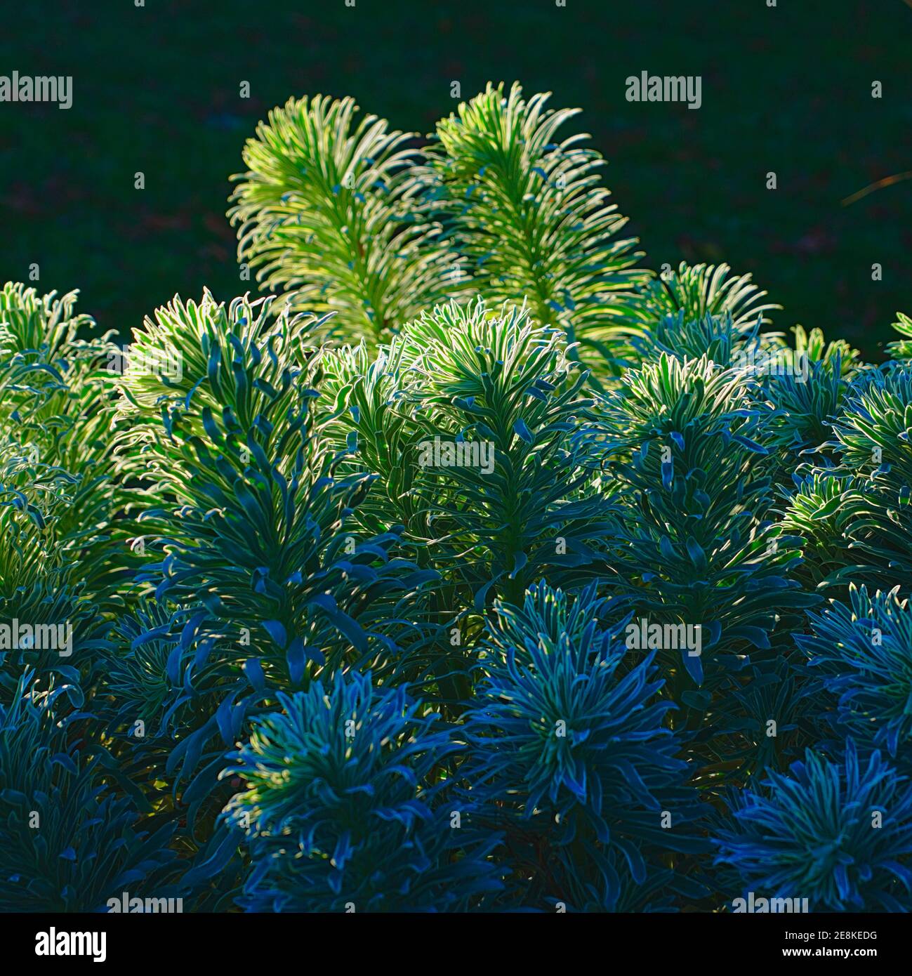 plante de jardin verte éclairée, en bleu et vert Banque D'Images