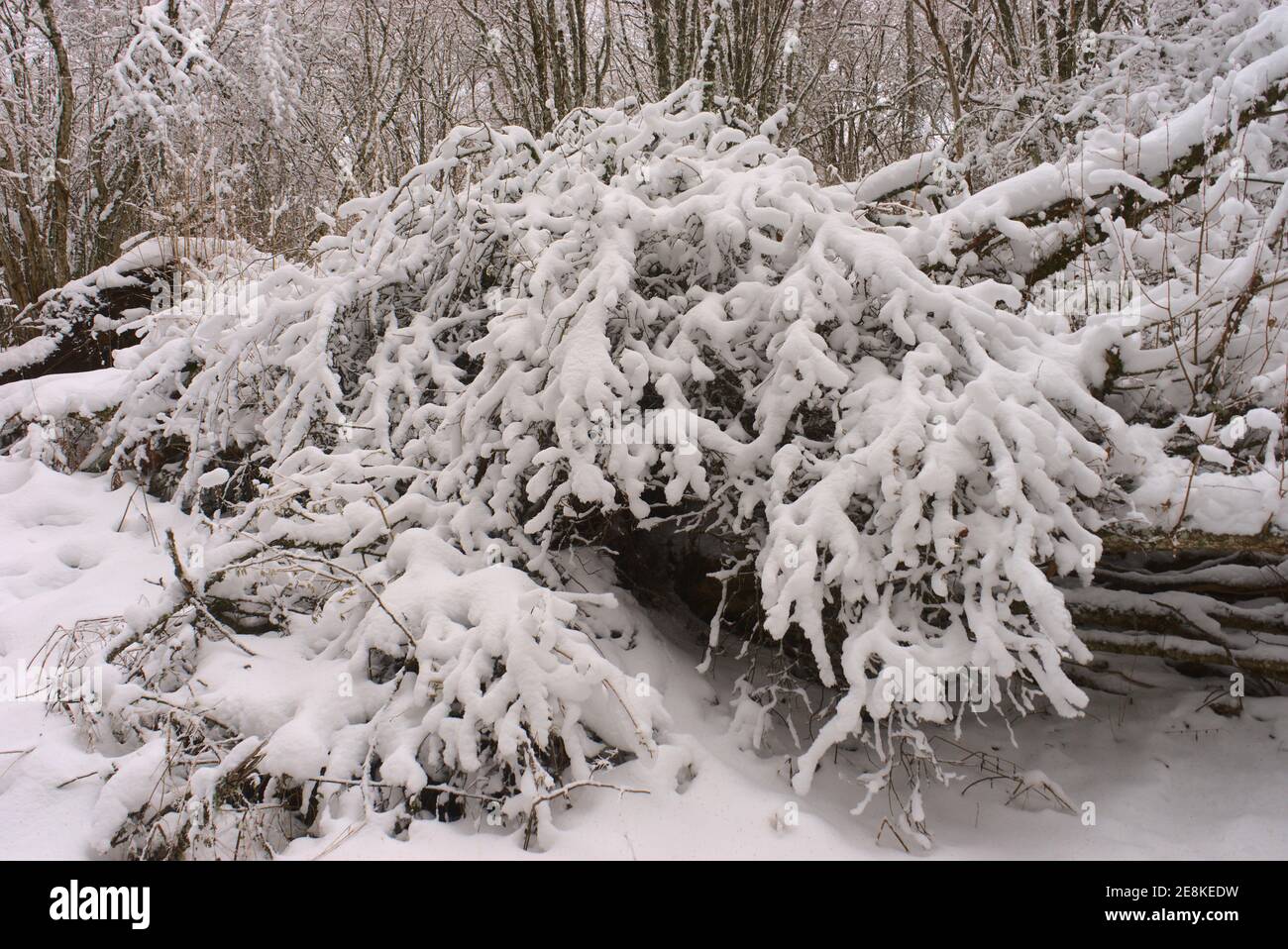 Branches d'arbres capturées sous la neige, paysage d'hiver Banque D'Images