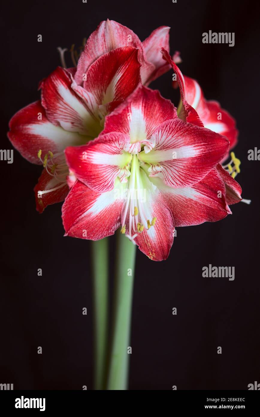 Amaryllis rouge et blanc fleurs sur tige, sur fond noir Banque D'Images