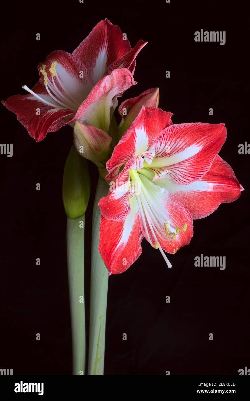 Amaryllis rouge et blanc fleurs sur tige, sur fond noir Banque D'Images